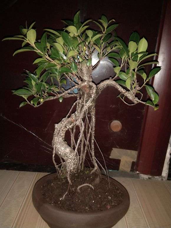 榕树下山桩的叶子比较大啊 怎么缩叶 图片