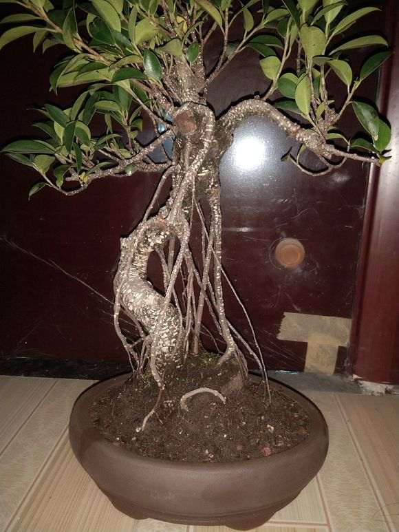 榕树下山桩的叶子比较大啊 怎么缩叶 图片