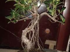 榕树下山桩的叶子比较大啊 怎么缩叶 图片