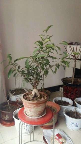 求指导小榕树下山桩怎么造型的方法 图片