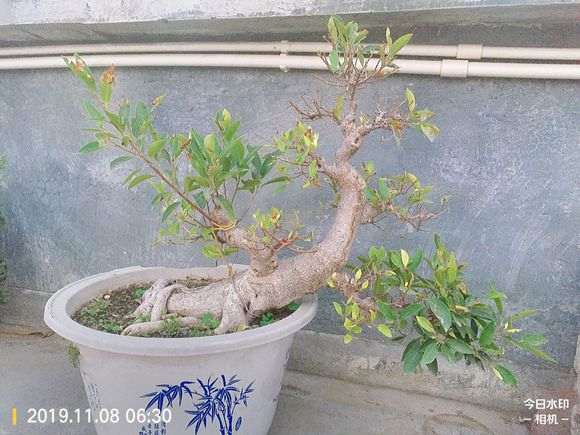 榕树下山桩上盆土里都长虫了 怎么办