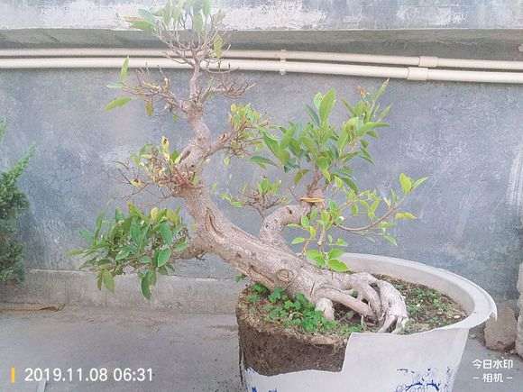 榕树下山桩上盆土里都长虫了 怎么办