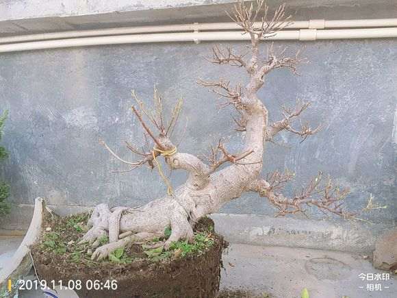 榕树下山桩上盆土里都长虫了 怎么办