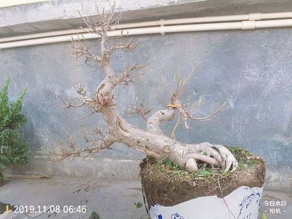 榕树下山桩上盆土里都长虫了 怎么办