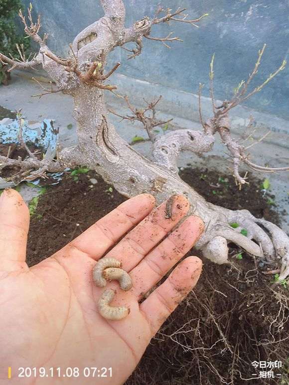 榕树下山桩上盆土里都长虫了 怎么办