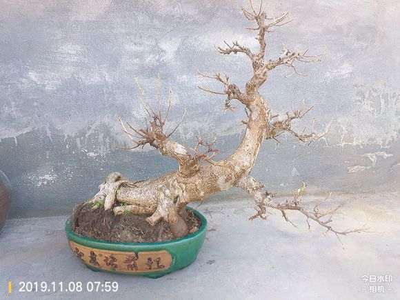 榕树下山桩上盆土里都长虫了 怎么办