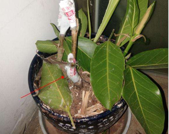榕树下山桩的气根发芽 怎么办 图片