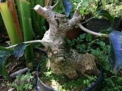 为什么叫红榕榕树下山桩 山上的榕树嫩芽红的