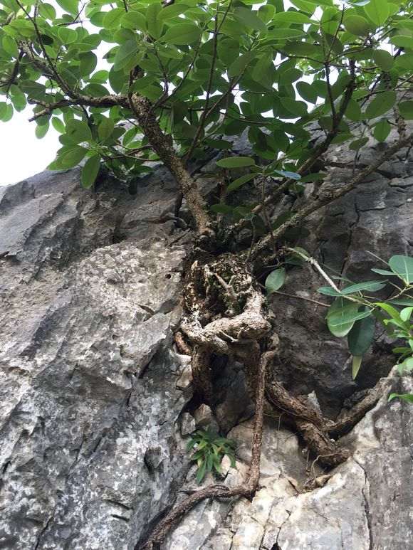 这是什么榕树下山桩 果子长在树干上 图片