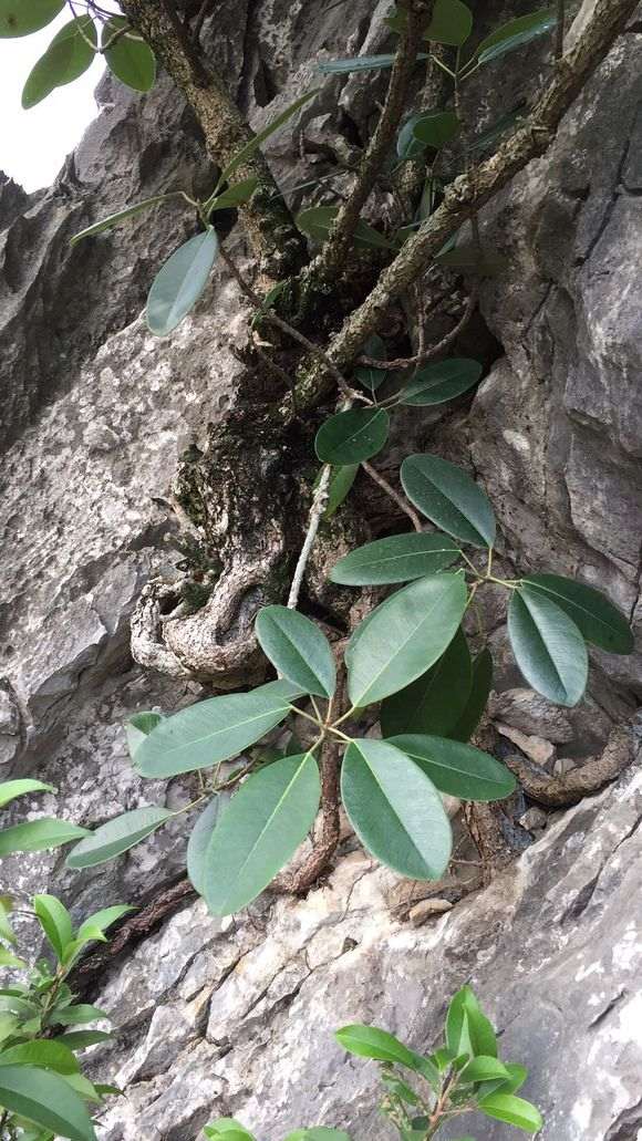 这是什么榕树下山桩 果子长在树干上 图片