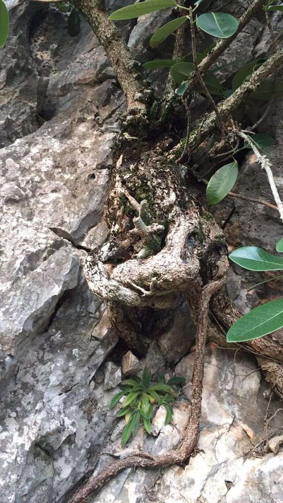 这是什么榕树下山桩 果子长在树干上 图片