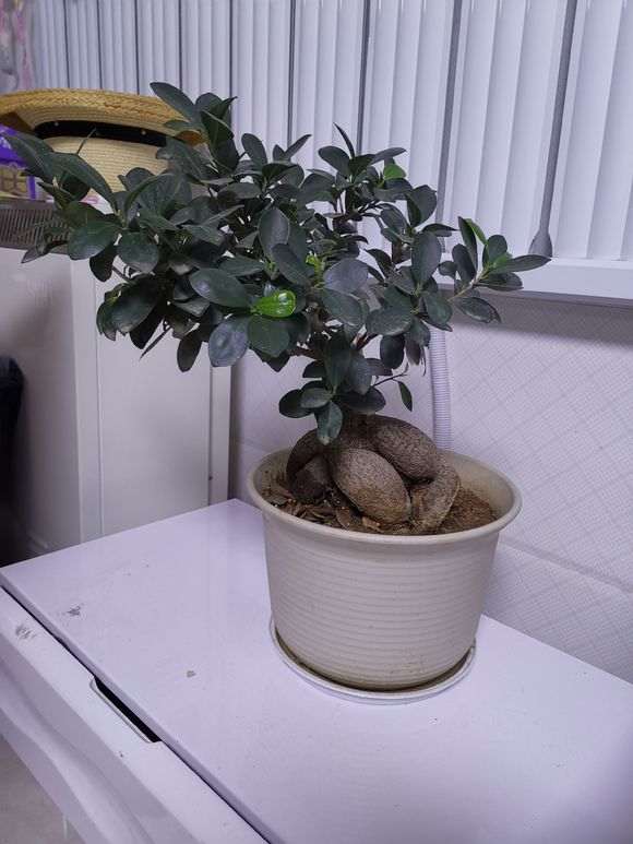 榕树下山桩三年了 应该怎么塑形呢 图片