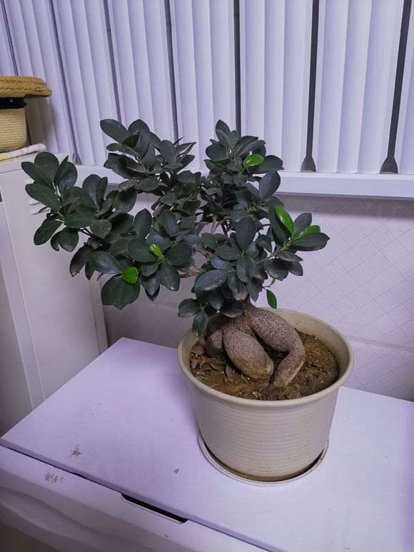 榕树下山桩三年了 应该怎么塑形呢 图片