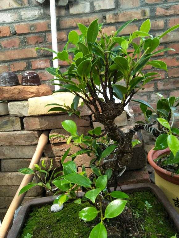 榕树下山桩顶枝这一块的怎么整理 图片