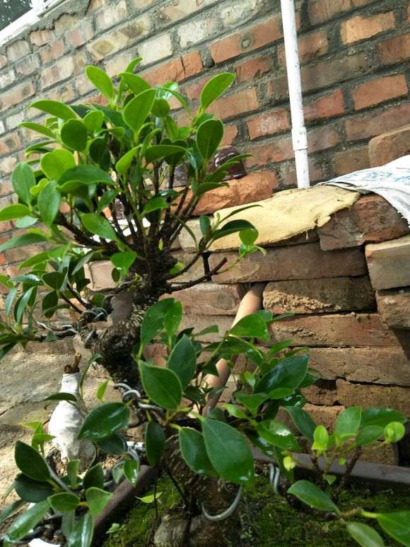 榕树下山桩顶枝这一块的怎么整理 图片