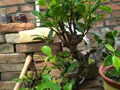 榕树下山桩顶枝这一块的怎么整理 图片