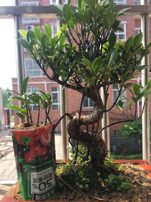 虎皮榕树下山桩以在枝条上养出气根 图片