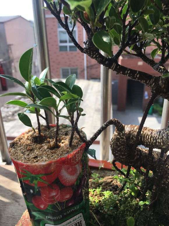 榕树下山桩不需要太大的盆吧 根系很多吗