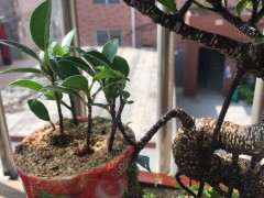 榕树下山桩不需要太大的盆吧 根系很多吗