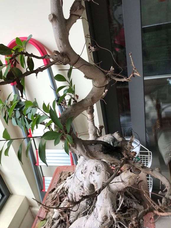 家里的榕树下山桩开始掉叶子 怎么办