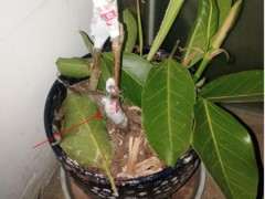 榕树下山桩盆里发现了蚂蚁窝 怎么办