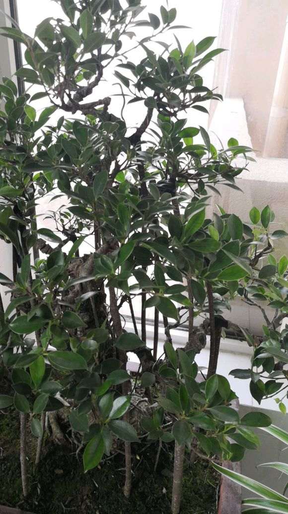 榕树下山桩怎么嫁接很多枝条的方法 图片