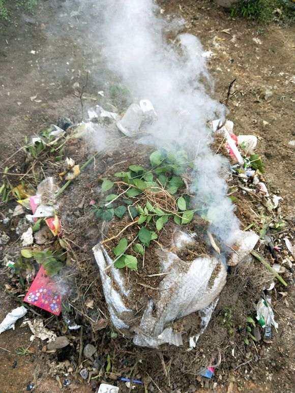 图解 榕树下山桩怎么配土上盆的方法