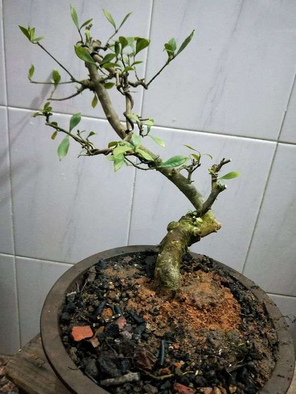 图解 榕树下山桩怎么配土上盆的方法