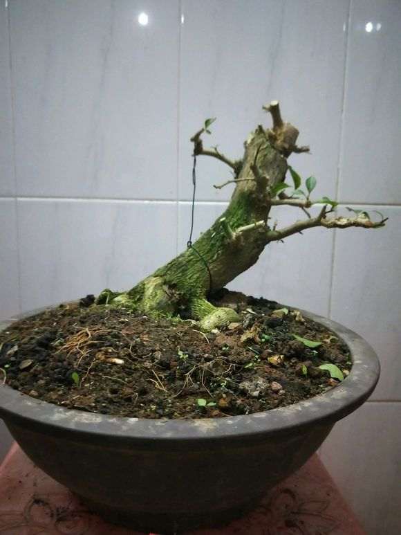 图解 榕树下山桩怎么配土上盆的方法