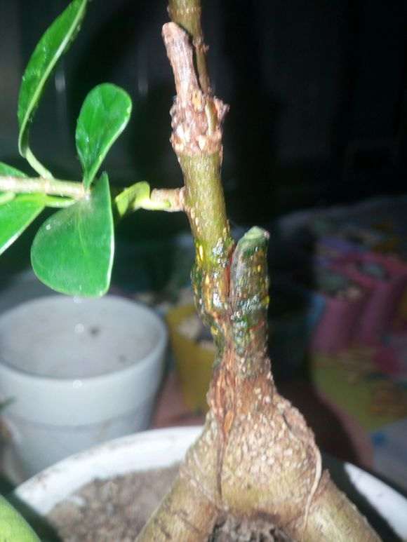 网购的榕树下山桩是嫁接的能活吗 图片