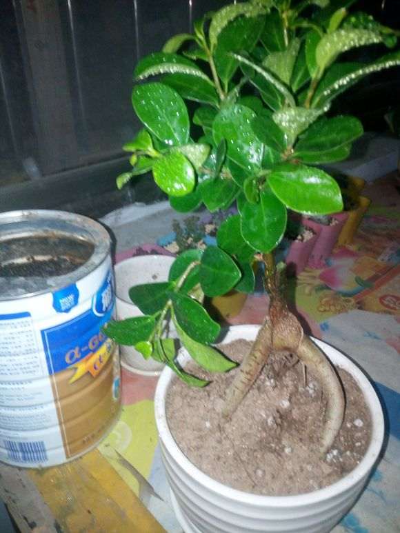 网购的榕树下山桩是嫁接的能活吗 图片