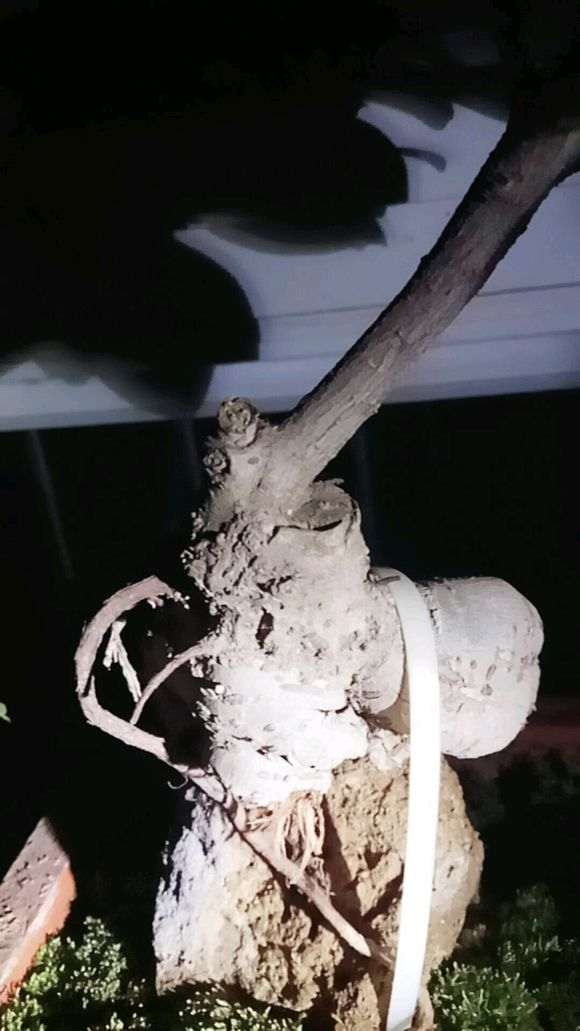 网购的榕树下山桩是嫁接的能活吗 图片