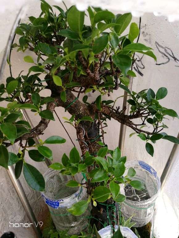 北方榕树下山桩怎么套袋催气根的方法