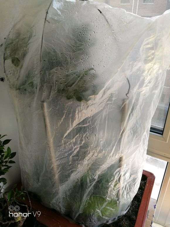 北方榕树下山桩怎么套袋催气根的方法