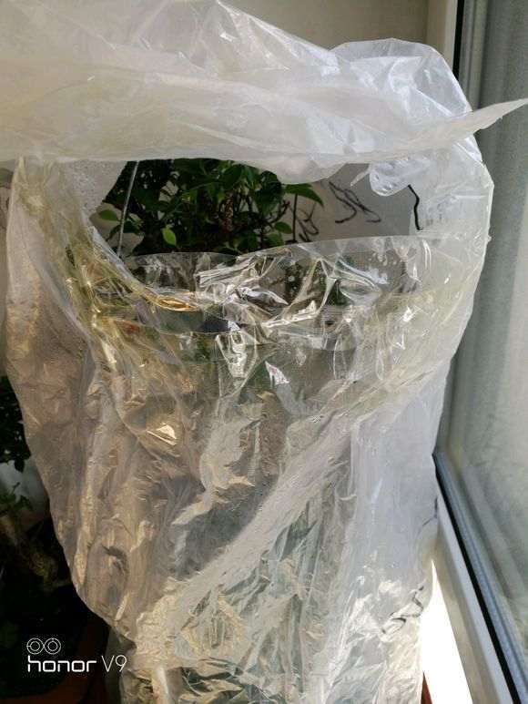 北方榕树下山桩怎么套袋催气根的方法