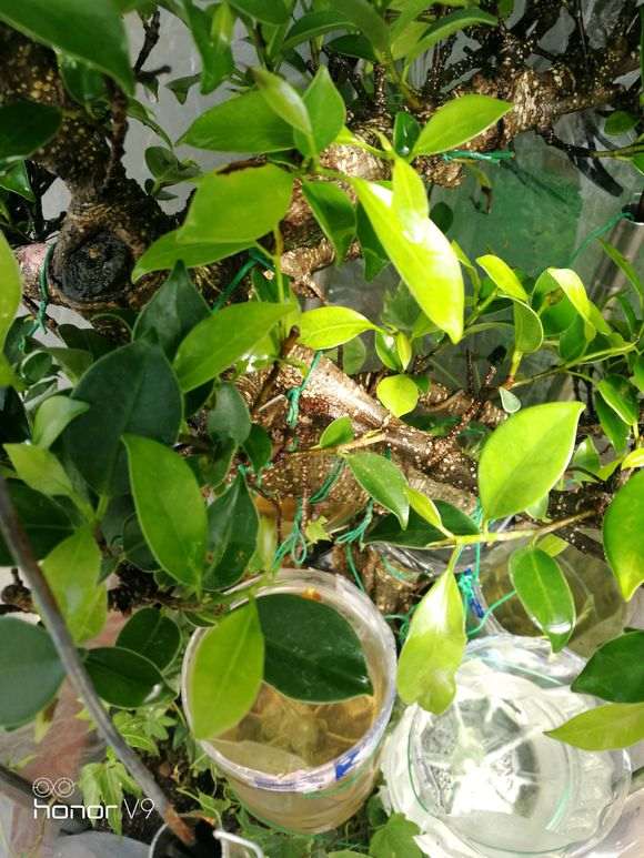 榕树下山桩罩了一个月了 还要不要继续 图片