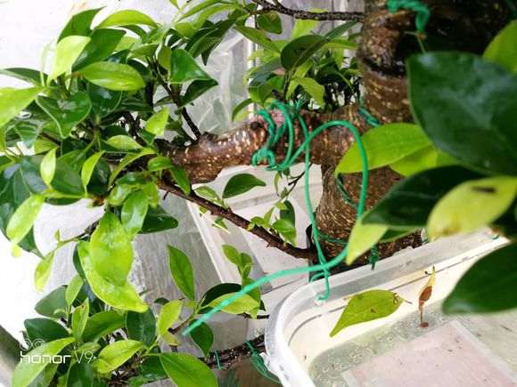 榕树下山桩罩了一个月了 还要不要继续 图片