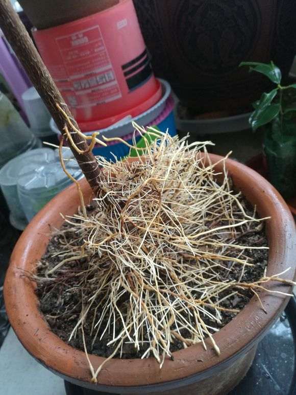 榕树下山桩罩了一个月了 还要不要继续 图片