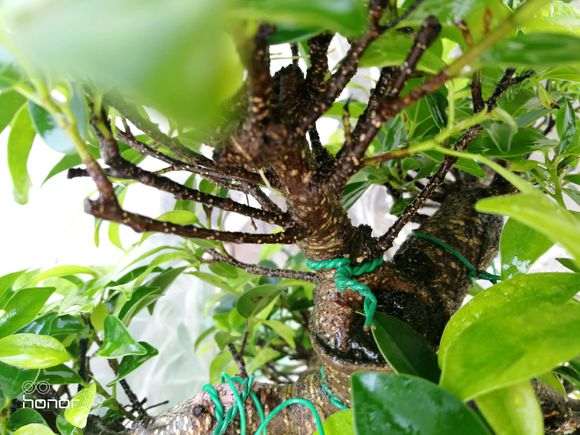 榕树下山桩罩了一个月了 还要不要继续 图片