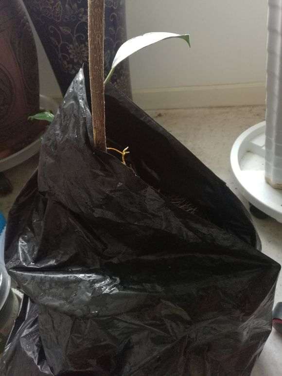 榕树下山桩罩了一个月了 还要不要继续 图片