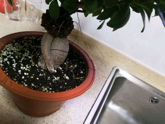 榕树下山桩罩了一个月了 还要不要继续 图片