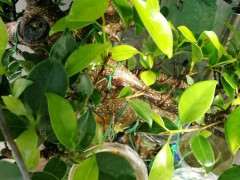 榕树下山桩罩了一个月了 还要不要继续 图片