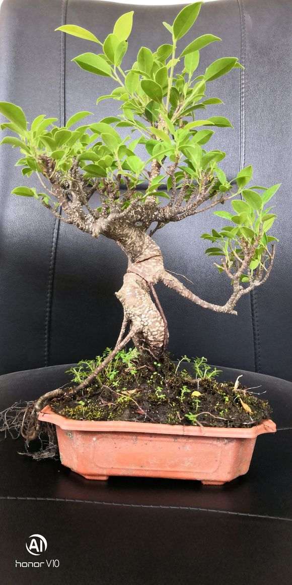 虎皮榕树下山桩 还需要修剪吗 图片