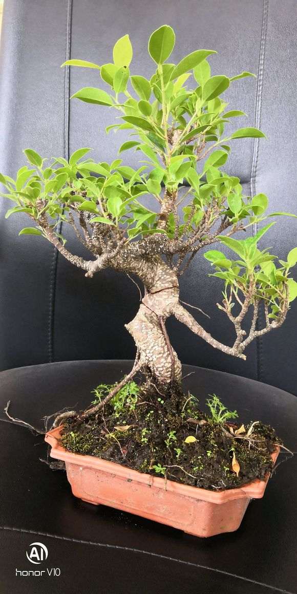 虎皮榕树下山桩 还需要修剪吗 图片