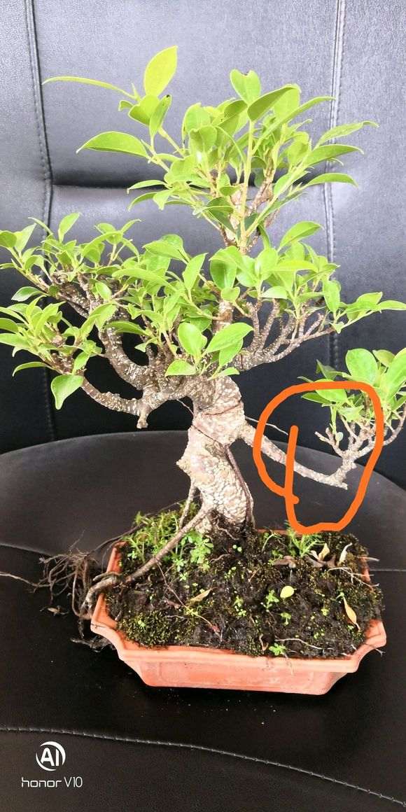 虎皮榕树下山桩 还需要修剪吗 图片