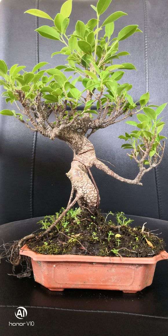 虎皮榕树下山桩 还需要修剪吗 图片