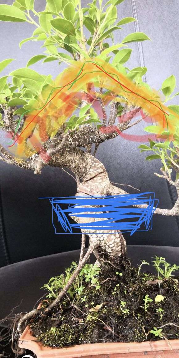 虎皮榕树下山桩 还需要修剪吗 图片