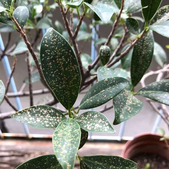 榕树下山桩叶子生虫子 怎样去除掉 图片