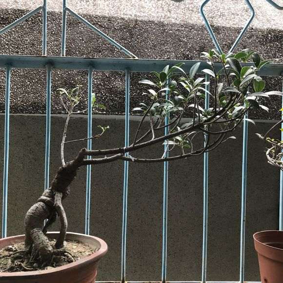 榕树下山桩叶子生虫子 怎样去除掉 图片