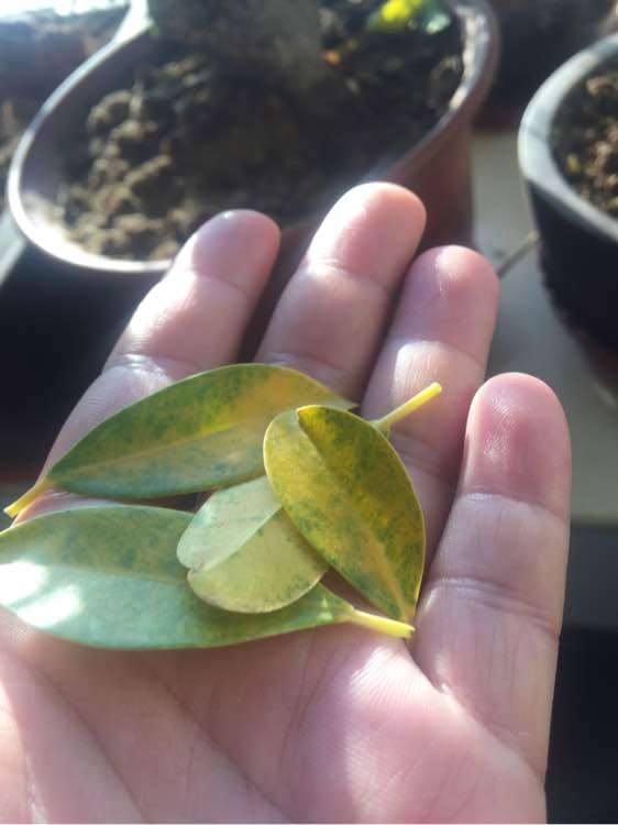 榕树下山桩的叶子变黄 怎么办 图片